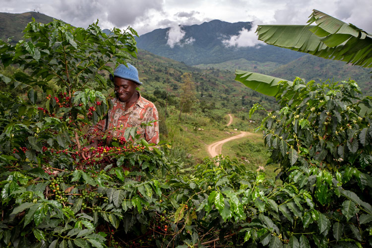 Nespresso coffee production