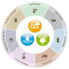 Nestle life cycle