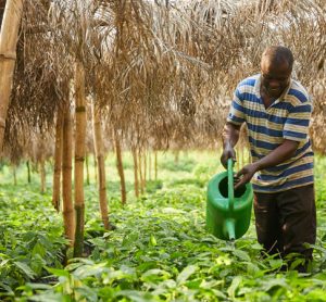 Protecting forests as an economic proposition for cocoa farmers