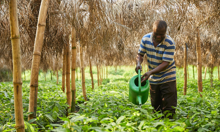 Protecting forests as an economic proposition for cocoa farmers