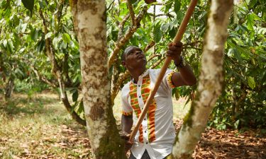 man farming cocoa