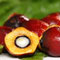 Palm Oil