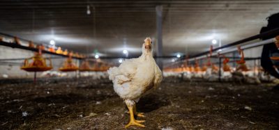 McDonald’s and KFC criticised by NGO coalition over stalled chicken welfare reforms as European Chicken Commitment deadline looms