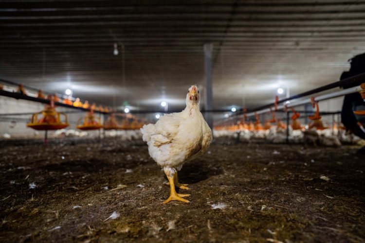 McDonald’s and KFC criticised by NGO coalition over stalled chicken welfare reforms as European Chicken Commitment deadline looms