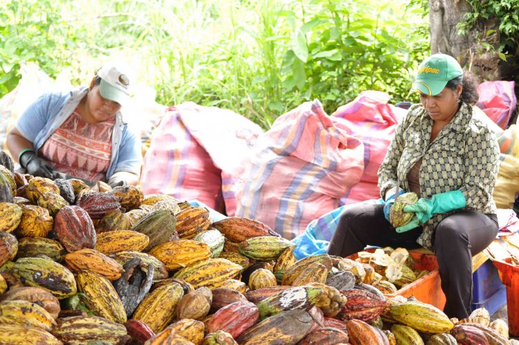 Women harvesting sustainability chocolate
