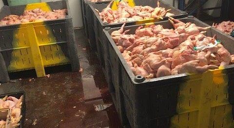 From tip-off to convictions: inside the battle against food crime