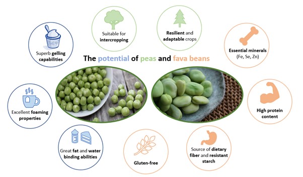 Main benefits of pea and fava beans