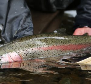 Rainbow trout being monitored