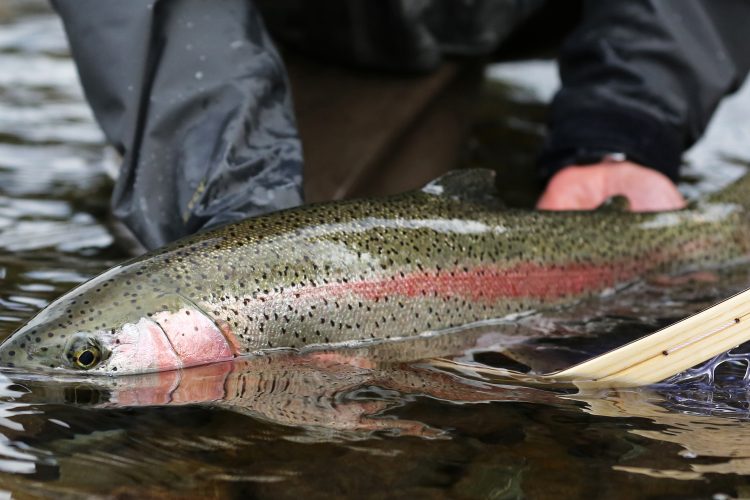 Rainbow trout being monitored