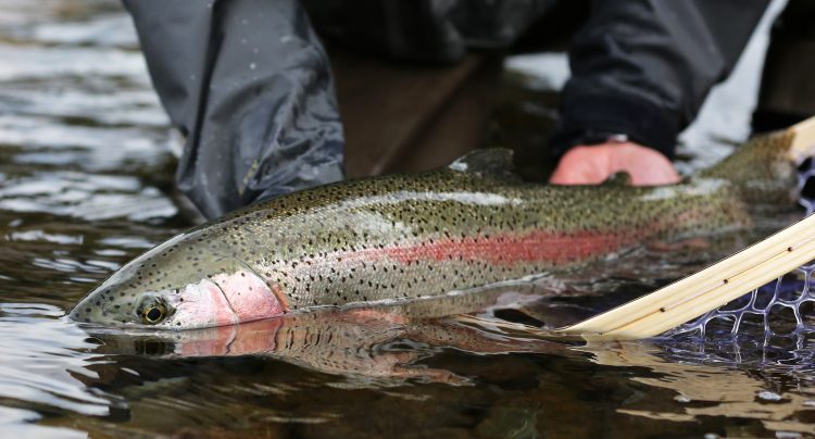 Rainbow trout being monitored