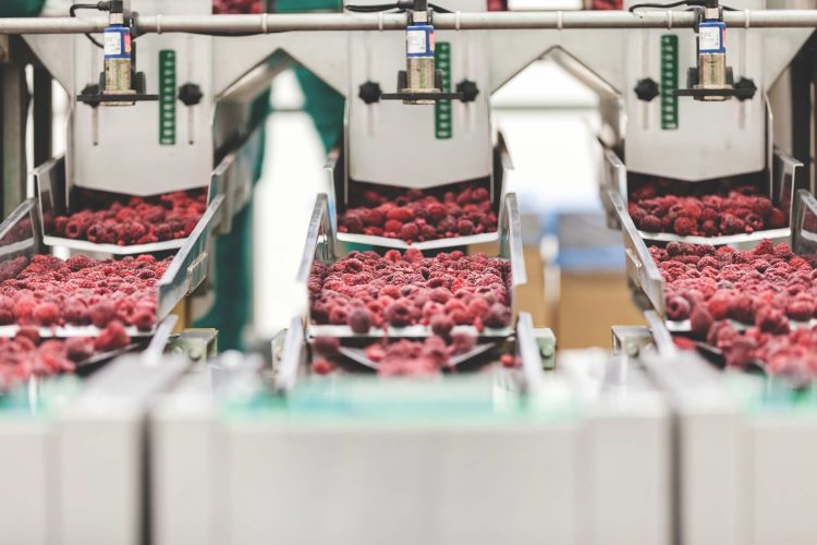 Raspberries on conveyor - registered