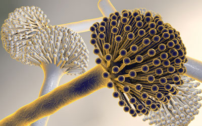 Recent developments in mycotoxin analysis