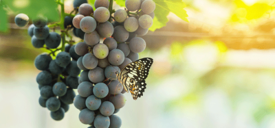 Replica sustainable wines