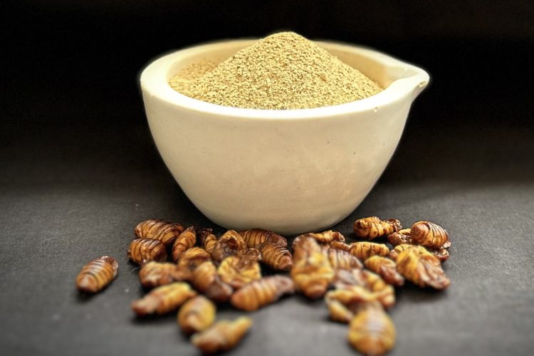 Silkworm Pupae as a sustainable, nutritious, and scalable alternative protein source for pet food