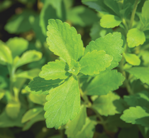 Stevia: an ally to healthy lifestyles