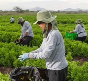Tate & Lyle and Manus launch Yume stevia sweetener brand
