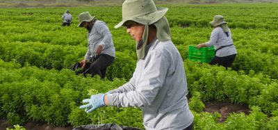 Tate & Lyle and Manus launch Yume stevia sweetener brand