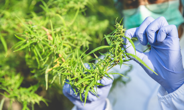 Research suggests THC rises in hemp due to genetics, not growing conditions