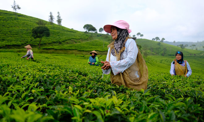 tea-malawi-pickers-oxfam-1