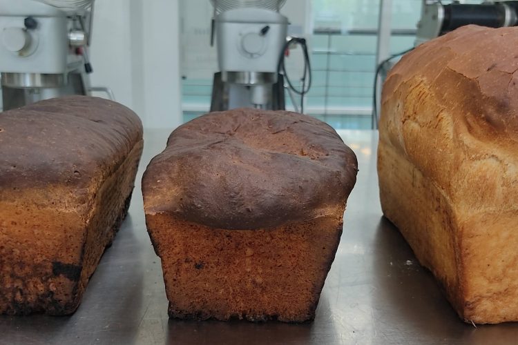Researchers create protein-rich grasshopper bread to tackle future food insecurity