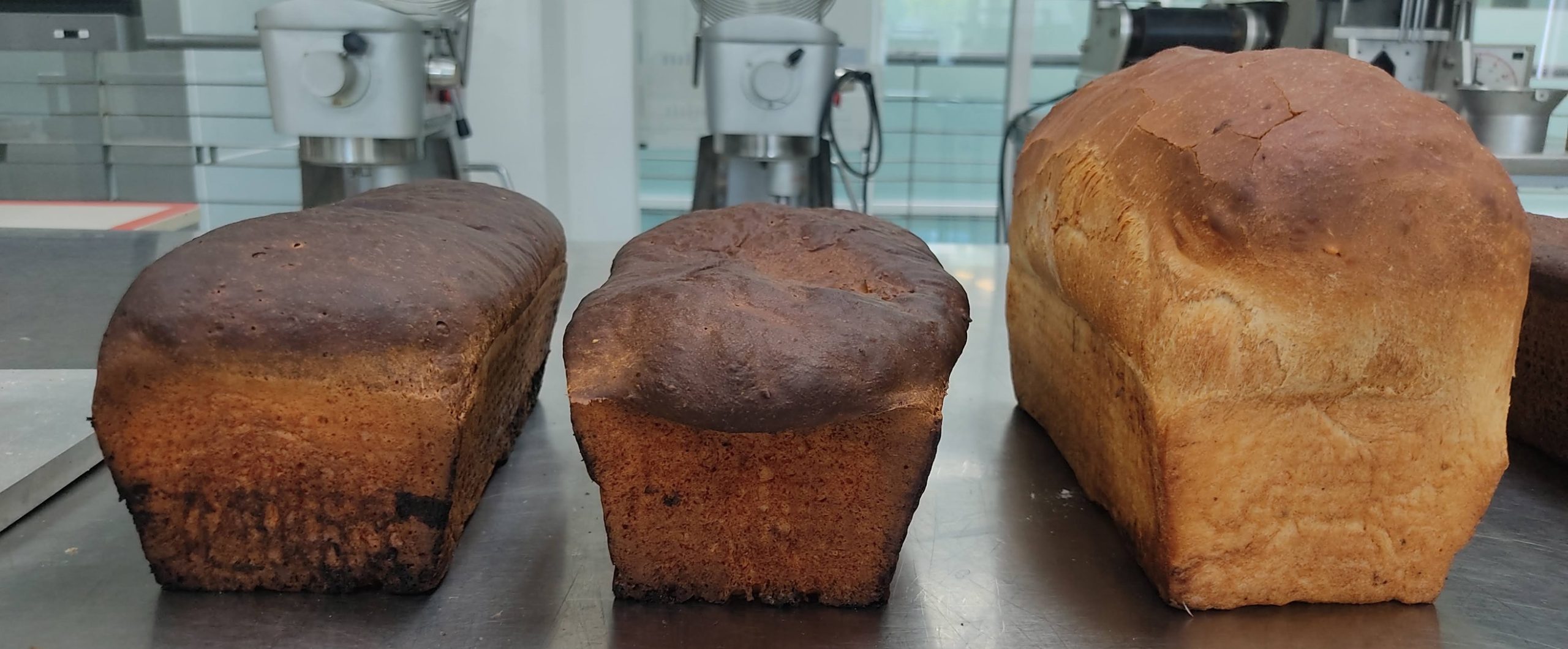 Researchers create protein-rich grasshopper bread to tackle future food insecurity