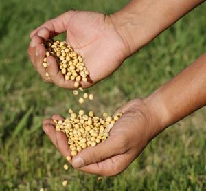 The hands of a man with soybeans