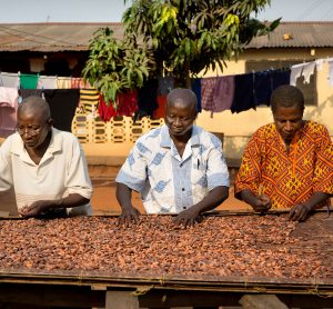 The cocoa drying process