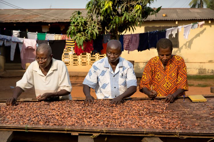 The cocoa drying process