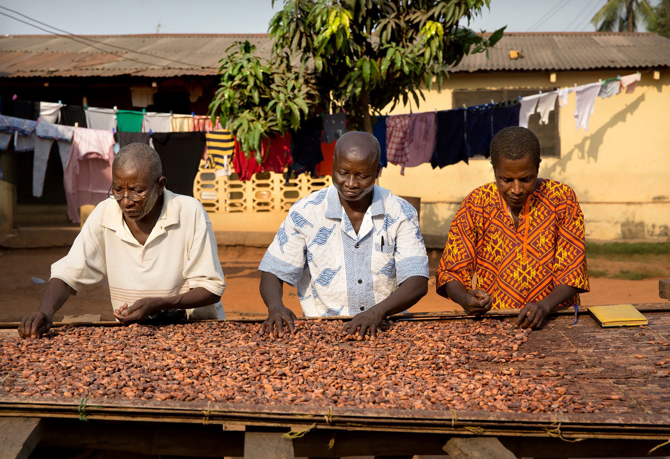 The cocoa drying process