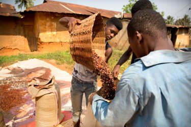 Farmers pouring the cocoa into bags in Ghana