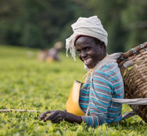 Twinings tea picker