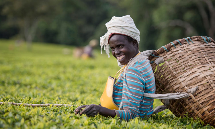 Twinings tea picker