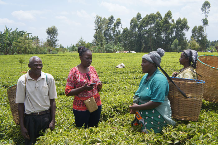 Twinings tea plantation