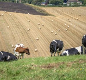 Government must focus on future of food security, warns NBA