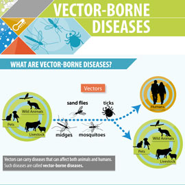 Vector Borne infographic