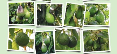 Westfalia Fruit’s avocado precision breeding promises resilient new varieties