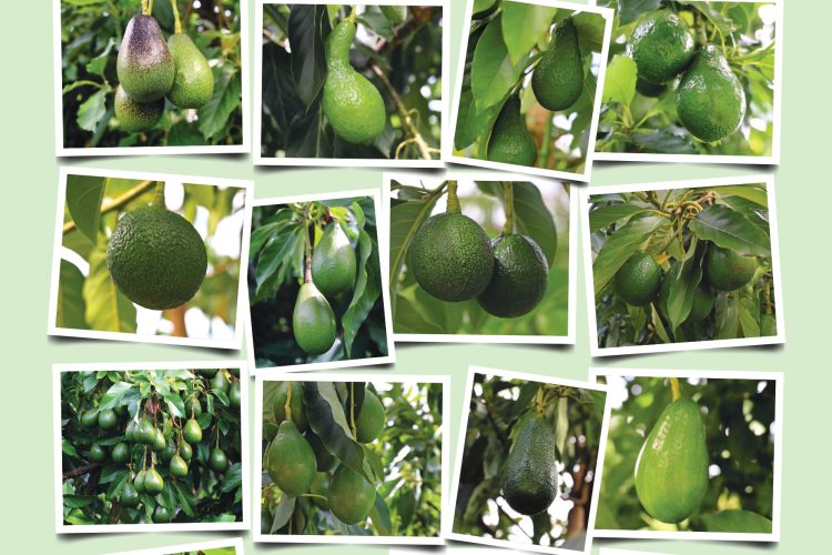 Westfalia Fruit’s avocado precision breeding promises resilient new varieties