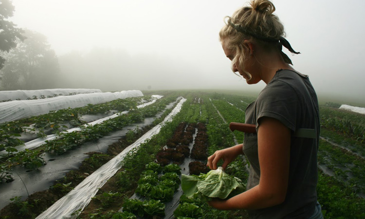 'WWOOFing' during COVID-19: A risk some US farmers won't take