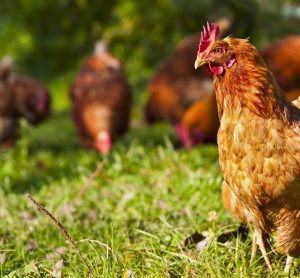 A chicken with chickens behind it