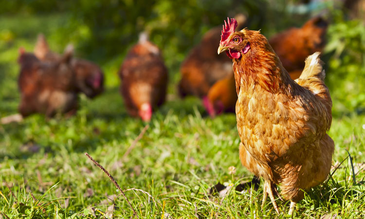 A chicken with chickens behind it