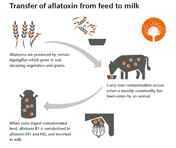 aflatoxin m1 contamination 