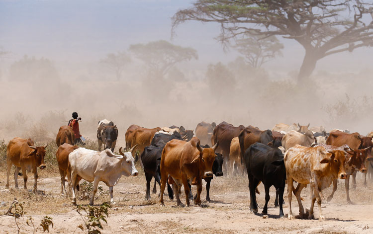 African cattle grazine