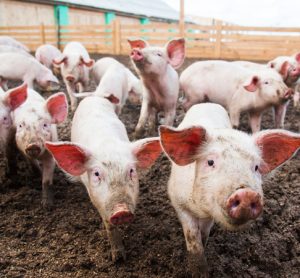 'Stop African swine fever' campaign launched by EFSA