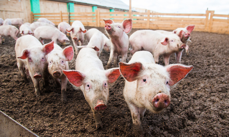 'Stop African swine fever' campaign launched by EFSA