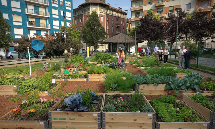 Study says urban land could grow fruit and veg for 15 percent of population