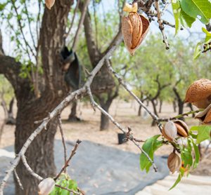 almond tree california
