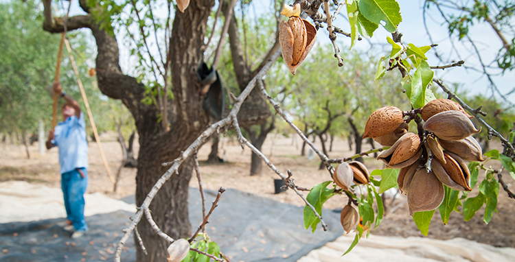 almond tree california