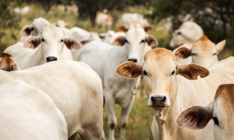 Animal farming "single most risky human behaviour," warns ProVeg report