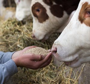 animal health is central to many food-related problems