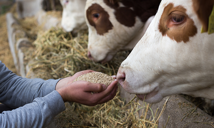 animal health is central to many food-related problems